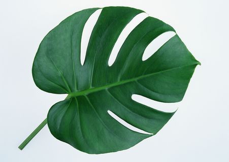 叶媚绿叶十 叶媚绿叶十