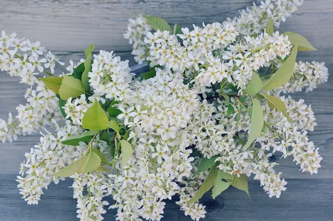 清新白色丁香花图片 清新白色丁香花图片