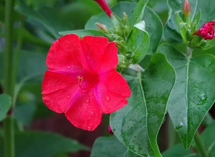 高清红花朵摄影图片 高清红花朵摄影图片