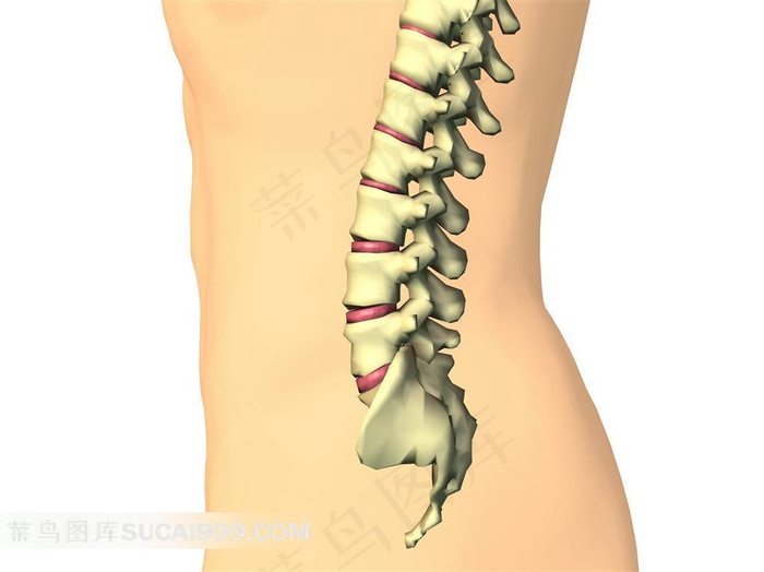 人体脊椎骨骼素材