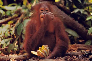 大猩猩吃香蕉图片