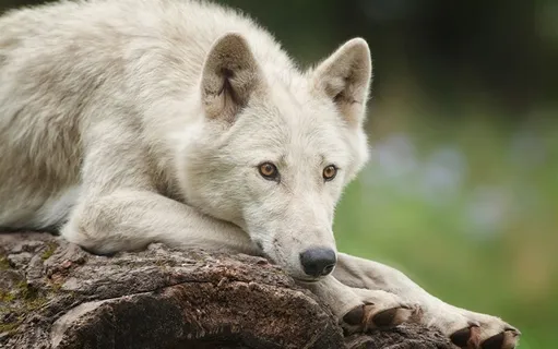 食肉目犬科犬属凶猛的狼摄影图