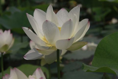 盛开的白莲花 盛开的白莲花