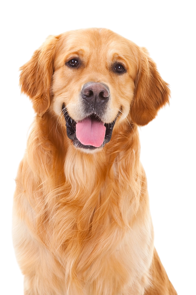 坐姿的金毛成犬