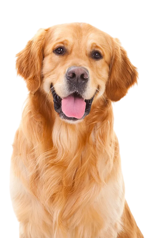 坐姿的金毛成犬