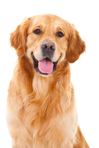 坐姿的金毛成犬