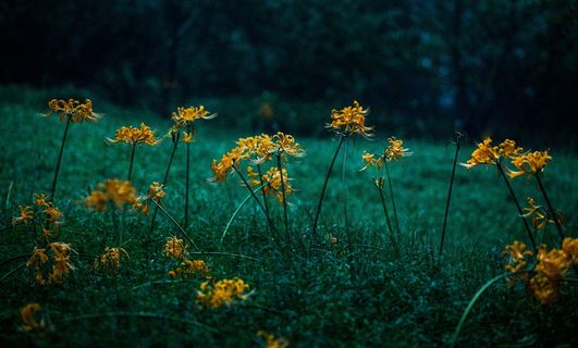 黄色彼岸花图片 黄色彼岸花图片