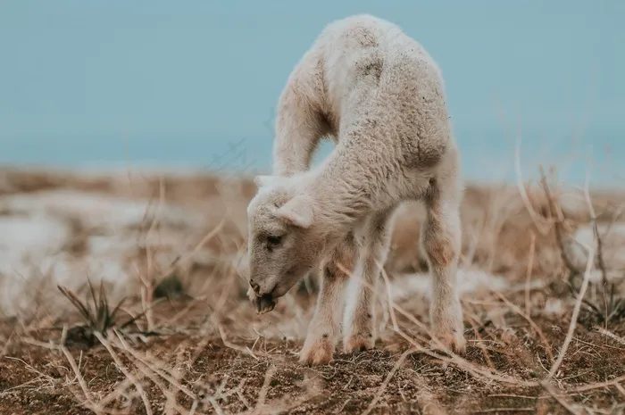 一只绵羊图片