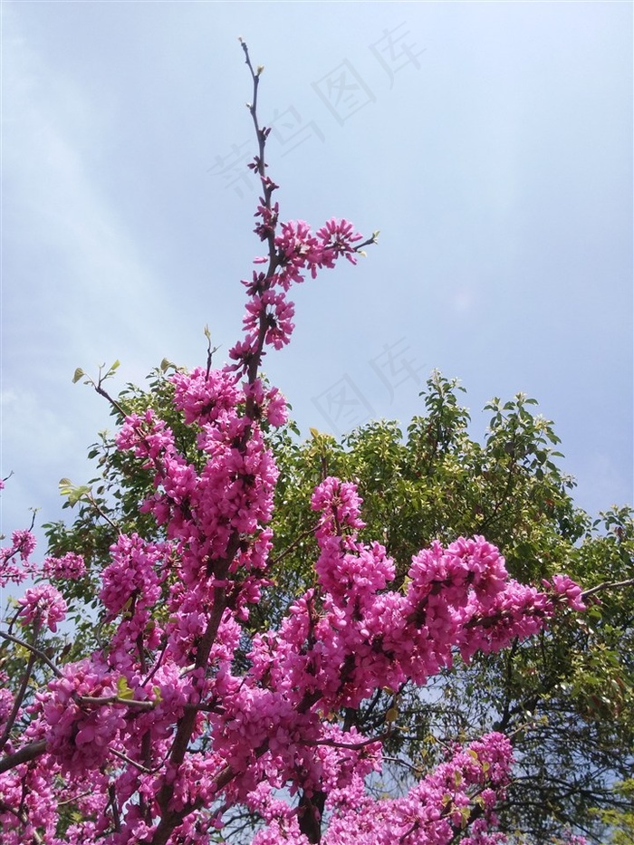 紫荆高清图片