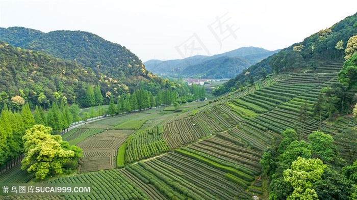 茶叶梯田茶园风光