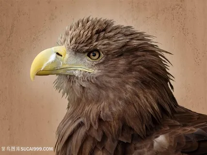 高清白尾海雕脸部特写摄影图片鸟图片
