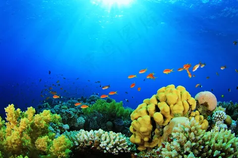 海洋海底珊瑚海水鱼群高清背景 海洋海底珊瑚海水鱼群高清背景