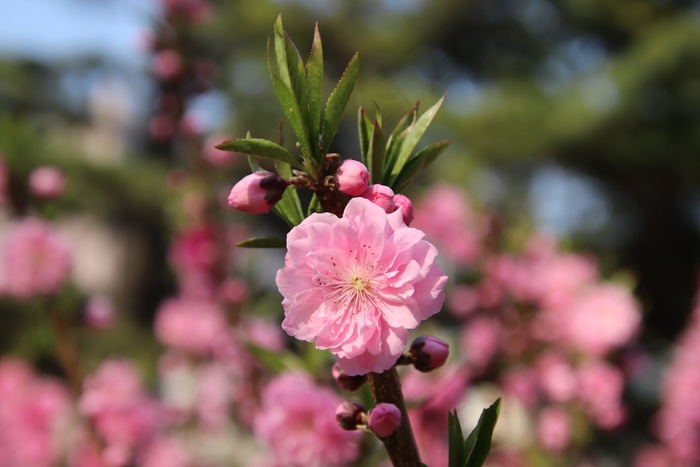 粉色樱花花朵摄影唯美图片