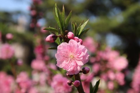 粉色樱花花朵摄影唯美图片