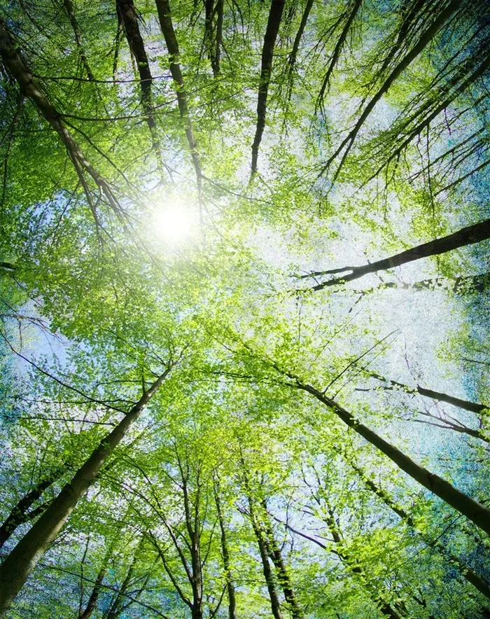 美丽春天树林美景高清摄影素材图片