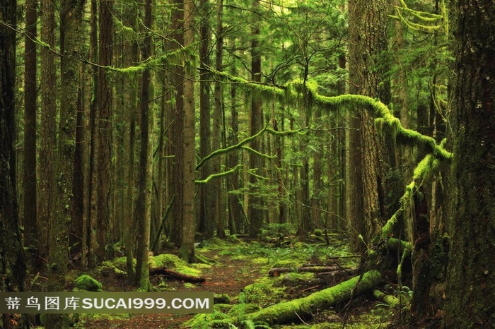 森林公园风景图片