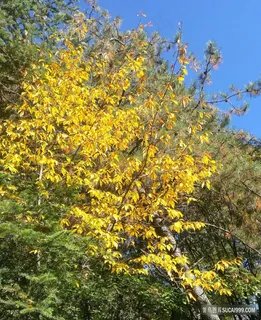 黑水的彩色树林 黑水的彩色树林