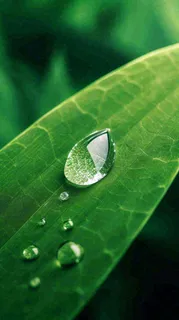 春天树叶草叶上晶莹剔透的水珠，雨水摄影图