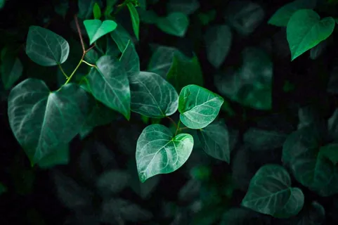 清新绿叶绿植植物叶子特写立夏夏至大暑春夏摄影图