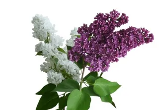 紫丁香 PNG免抠