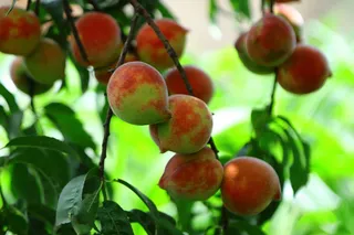 春天桃子背景图