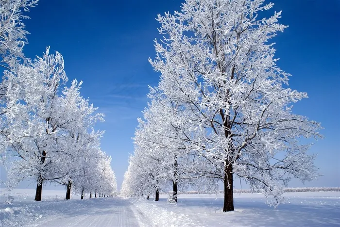 挂满雪的树林风景图片