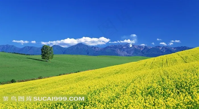 精美油菜花田风景图片