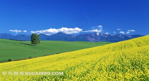 精美油菜花田风景图片