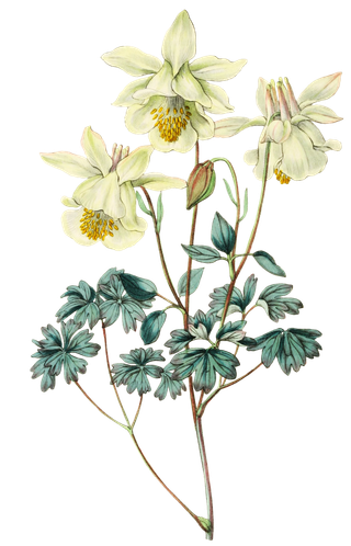 复古手绘植物花卉玫瑰花PNG免扣图案高清图片PS设计素材图