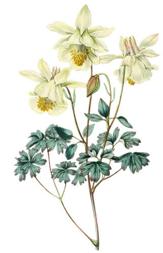 复古手绘植物花卉玫瑰花PNG免扣图案高清图片PS设计素材图