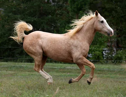 马动物野马草原野生动物草原