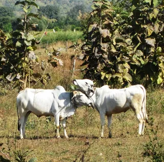 牛奶牛牧场牛奶草原原生态黄牛