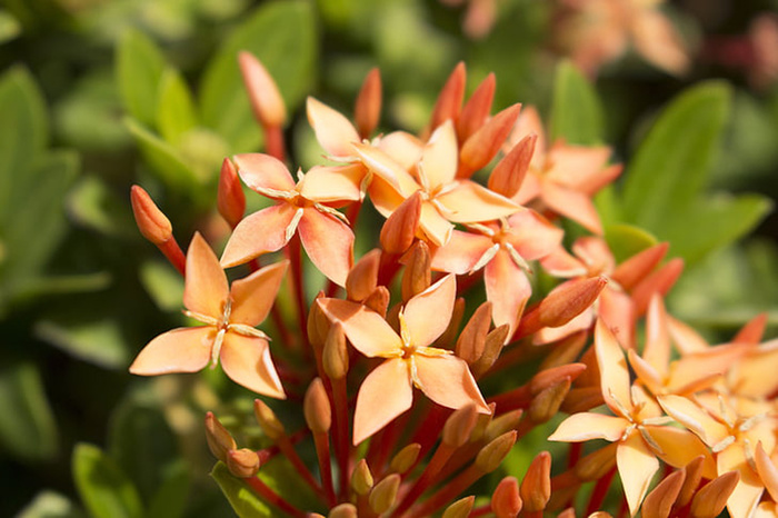 花朵 花束 植物 素材 (134)