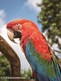 彩色鹦鹉摄影图