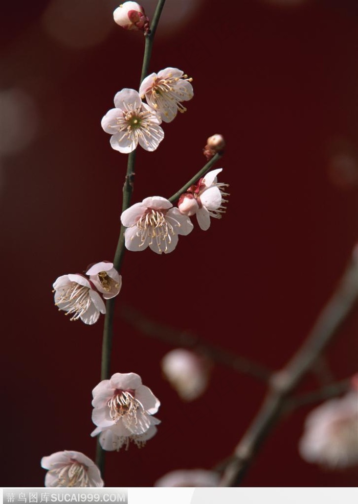 四季花木-一支美丽的白色梅花