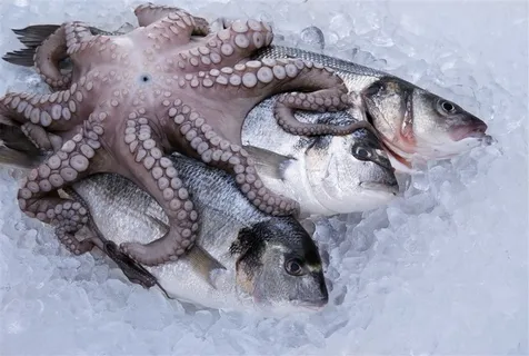 冰块上的海鱼和章鱼高清图片
