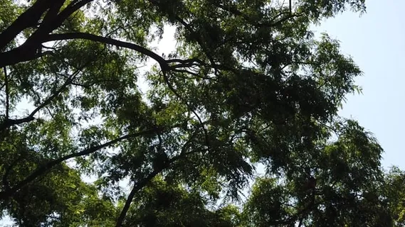 森林, 树木, 天空, 蓝色的, 绿色, 夏天, 树叶