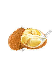 榴莲高清图