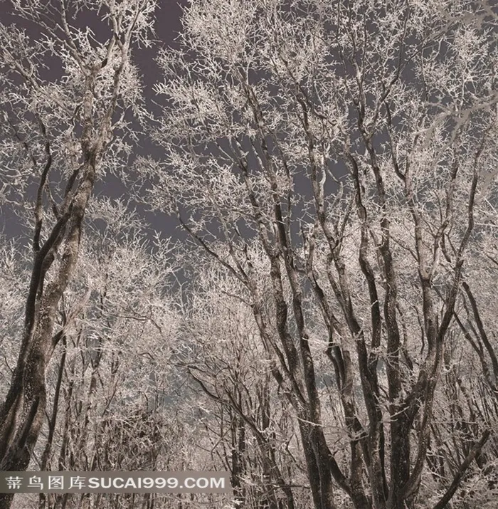 冬天树林里的雪景