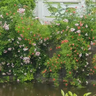 高清校园花草图