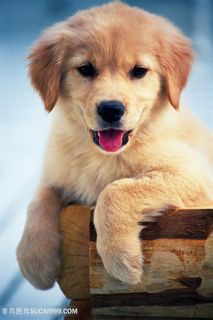 高清可爱小金毛狗狗图片