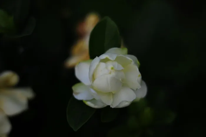 含苞待放白色栀子花照片