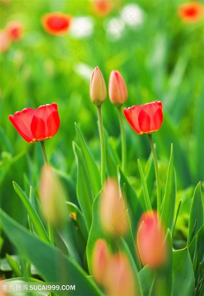 高清唯美郁金香鲜花图片