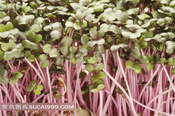 新鲜蔬菜高清素材