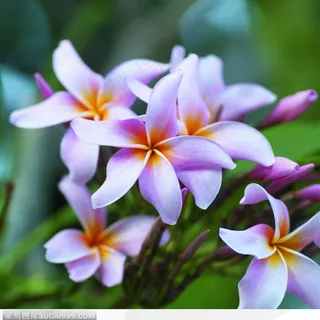 美容SPA保养-淡紫色鲜花 美容SPA保养-淡紫色鲜花