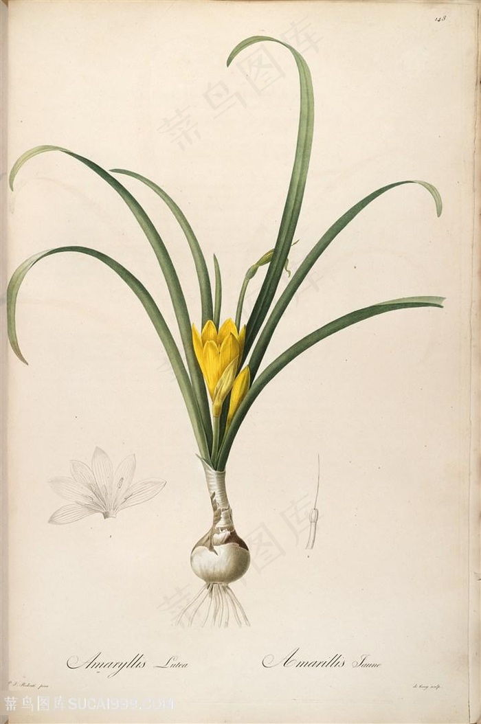 高清雷杜德原版花草黄色花卉图谱素材