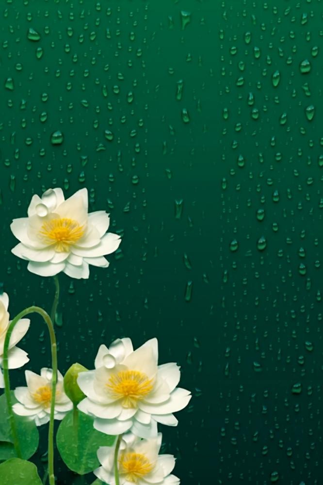 传统节气绿色雨滴荷花海报背景(896x1344)