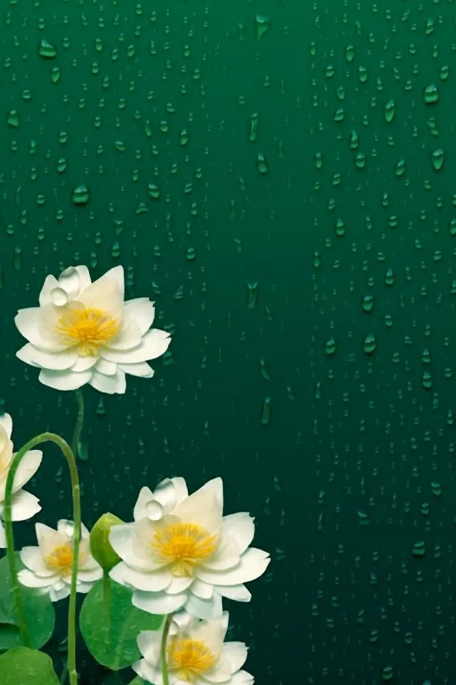 传统节气绿色雨滴荷花海报背景(896x1344)
