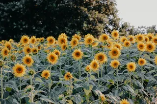 黄色向日葵摄影素材