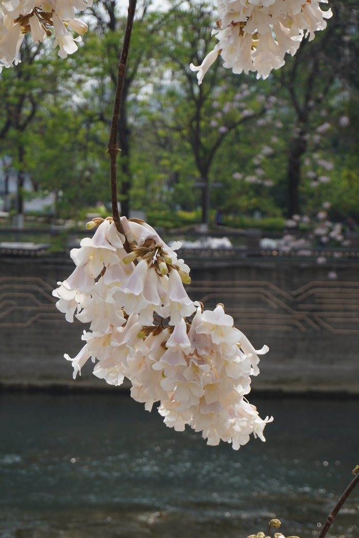 泡桐树花朵